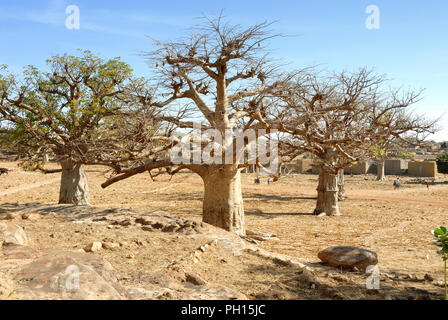 Baobabs à Sangha dans la falaise de Bandiagara. Pays Dogon. Le Mali, Afrique de l'Ouest Banque D'Images