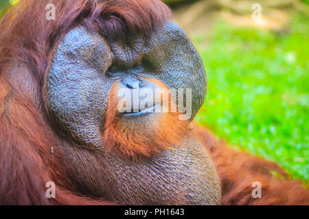 Close up sur la face du mâle dominant, orang-outan (Pongo pygmaeus) avec la signature développé joue tampons qui surgissent en réponse à un rapport de testostérone Banque D'Images