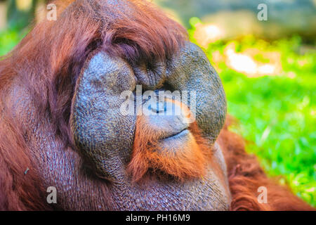 Close up sur la face du mâle dominant, orang-outan (Pongo pygmaeus) avec la signature développé joue tampons qui surgissent en réponse à un rapport de testostérone Banque D'Images