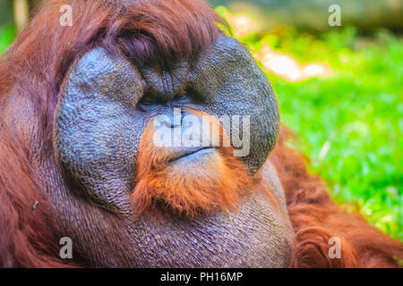 Close up sur la face du mâle dominant, orang-outan (Pongo pygmaeus) avec la signature développé joue tampons qui surgissent en réponse à un rapport de testostérone Banque D'Images