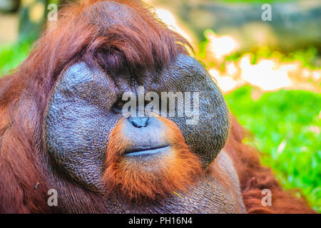 Close up sur la face du mâle dominant, orang-outan (Pongo pygmaeus) avec la signature développé joue tampons qui surgissent en réponse à un rapport de testostérone Banque D'Images