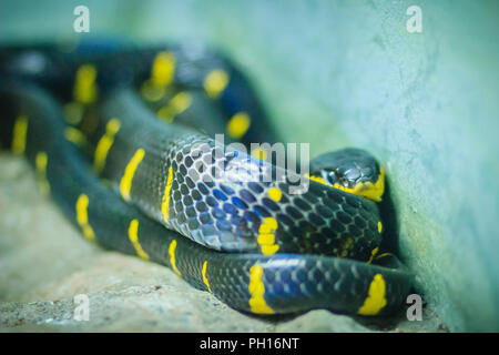 Boiga dendrophila effrayant, communément appelé le serpent de mangrove ou d'or-ringed cat serpent, est une espèce de de colubridé Asie du sud-est. Banque D'Images