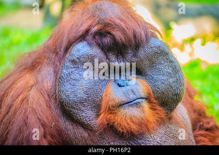 Close up sur la face du mâle dominant, orang-outan (Pongo pygmaeus) avec la signature développé joue tampons qui surgissent en réponse à un rapport de testostérone Banque D'Images