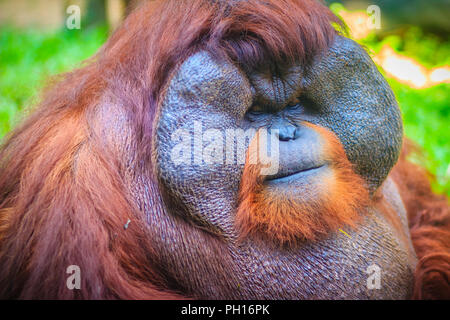 Close up sur la face du mâle dominant, orang-outan (Pongo pygmaeus) avec la signature développé joue tampons qui surgissent en réponse à un rapport de testostérone Banque D'Images