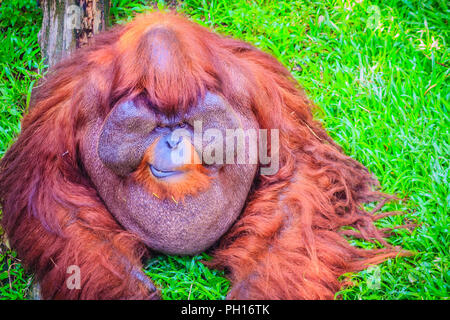 Close up sur la face du mâle dominant, orang-outan (Pongo pygmaeus) avec la signature développé joue tampons qui surgissent en réponse à un rapport de testostérone Banque D'Images