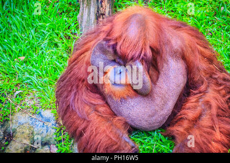 Close up sur la face du mâle dominant, orang-outan (Pongo pygmaeus) avec la signature développé joue tampons qui surgissent en réponse à un rapport de testostérone Banque D'Images