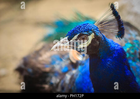 Fermer jusqu'à beau visage de jeune mâle plumage bleu paon avec. Banque D'Images