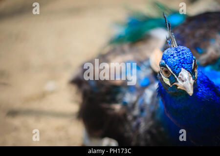 Fermer jusqu'à beau visage de jeune mâle plumage bleu paon avec. Banque D'Images