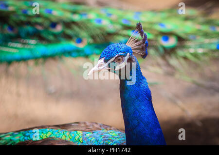 Fermer jusqu'à beau visage de jeune mâle plumage bleu paon avec. Banque D'Images