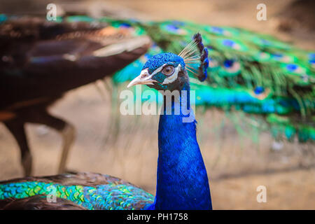 Fermer jusqu'à beau visage de jeune mâle plumage bleu paon avec. Banque D'Images