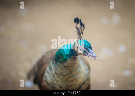 Fermer jusqu'à beau visage de jeune mâle plumage bleu paon avec. Banque D'Images