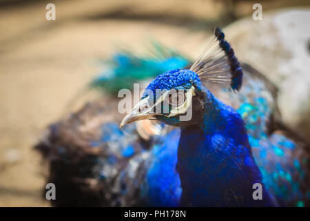 Fermer jusqu'à beau visage de jeune mâle plumage bleu paon avec. Banque D'Images