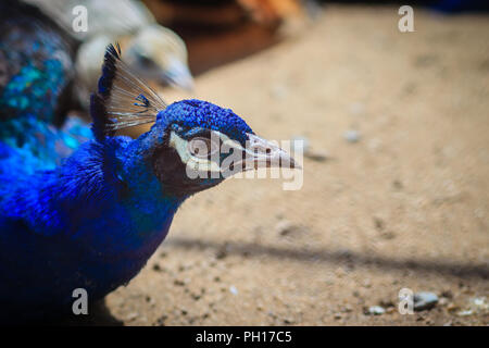 Fermer jusqu'à beau visage de jeune mâle plumage bleu paon avec. Banque D'Images