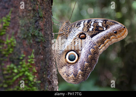 Owl Butterfly, Caligo ilioneus, close-up de l'adulte seul reposant sur le côté de l'arbre dans la forêt. Prises d'avril. La Forêt Tropicale Atlantique, au Brésil. Banque D'Images