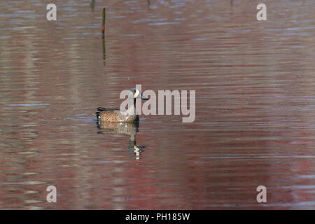 Un mâle sarcelle à ailes bleues pm l'eau/ Banque D'Images