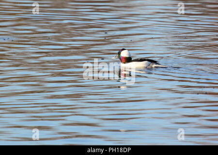 Un mâle canard petit garrot sur l'eau. Banque D'Images