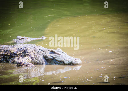 Grand crocodile couché dans l'eau encore pour bronzer. Un grand crocodile se trouve à demi submergée dans l'eau et attend sa proie. Banque D'Images