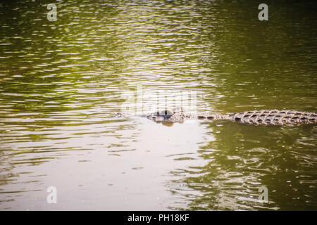 Grand crocodile couché dans l'eau encore pour bronzer. Un grand crocodile se trouve à demi submergée dans l'eau et attend sa proie. Banque D'Images