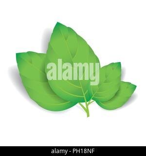 Vector feuilles isolées sur fond blanc Illustration de Vecteur