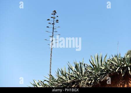 Fleur d'Agave - Vilamoura - Algarve - Portugal Banque D'Images