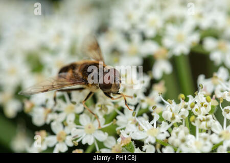 Fly Drone coniques (Eristalis pertinax) en gros plan sur une fleur. Banque D'Images