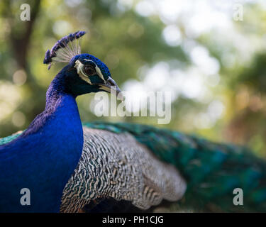 Tête d'oiseau paon close up avec un arrière-plan flou d'afficher de belles plumes colorées et de la couronne sur la tête dans son environnement et de l'environnement. Banque D'Images