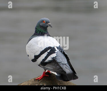 Oiseau Pigeon sur un affichage de poste beau plumage multicolore dans son environnement et ses environs profiter de la journée. Banque D'Images
