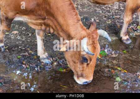 Close-up d'une vache brune l'eau potable à partir d'une flaque d'eau dans la forêt. Asturias, Espagne Banque D'Images