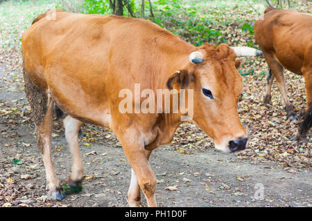 Vache brune dans la forêt. Asturias, Espagne Banque D'Images