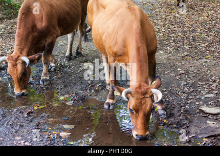 Un troupeau de vaches brunes eau potable dans une flaque d'eau dans la forêt. Asturias, Espagne Banque D'Images