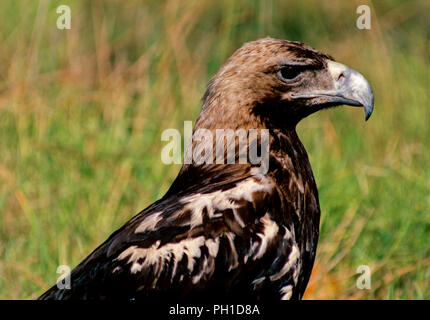 L'Espagnol L'aigle impérial (Aquila adalberti) - des profils. Le sud de l'Espagne. L'Europe Banque D'Images