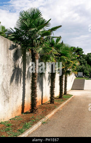 Palmiers par le mur sont éclairés par la lumière du soleil, Pula, Istrie, Croatie, Europe. Banque D'Images