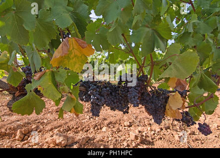 La maturation des raisins à vin rouge sur stock en attente de récolte en août à Mallorca, Espagne. Banque D'Images