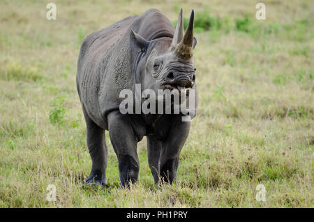 Le rhinocéros noir (Diceros bicornis) dans le cratère du Ngorongoro en Tanzanie Banque D'Images