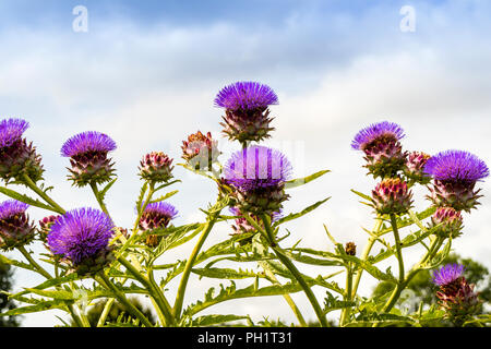 Artichauts violets, le cardon (Cynara cardunculus) croissant dans un jardin. Banque D'Images