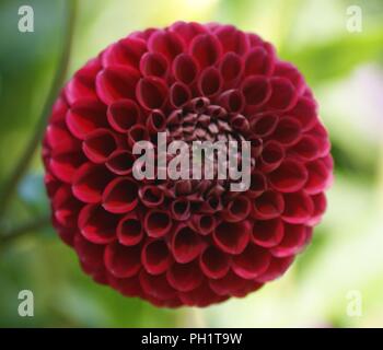 Fleur de dahlia Pompon rouge, rote Dahlie pompon blume, rote Dahlienblüte pompon, Flor de Dalia pompon roja, Dahlia fleur pompon rouge Banque D'Images