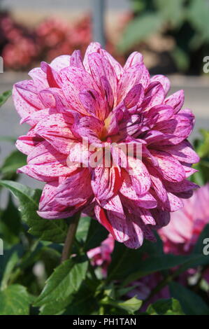 Fleur de dahlia rose et rouge, rosa-rote Dahlie, rosa und rote Dahlienblüte, Flor de Dalia rosa y roja, rose et rouge fleur dahlia Banque D'Images