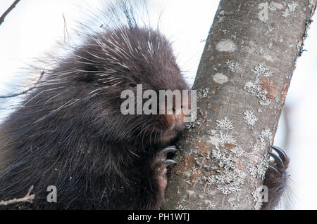 Animal Porcupine close-up Vue de profil sur un arbre avec l'arrière-plan flou d'affichage de corps, tête, yeux, nez, couche d'épines acérées dans son environnement. Banque D'Images