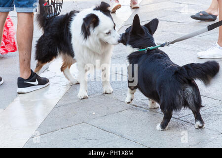 Deux chiens noir et blanc, un berger australien et corgi mix, se faire des amis à l'extérieur sur le pavage, passage par les propriétaires sniffing et queue remuante Banque D'Images