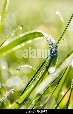 Des gouttes de pluie ou de rosée brillait au soleil sur un brin d'herbe verte fraîche dans un contexte écologique et de la nature. Banque D'Images