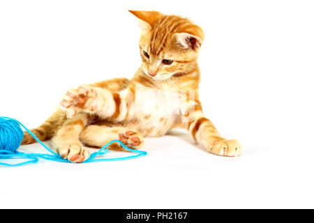 Le gingembre mackerel tabby kitten isolé sur un fond blanc jouant avec une balle de laine bleu