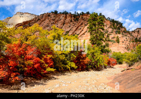 Rouge et jaune coloré feuillage de l'automne le long d'un ruisseau à sec lit dans Zion National Park Banque D'Images