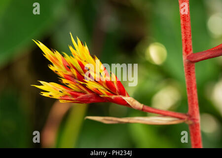 L'Aechmea Pinot Noir, un genre de bromelia, en fleurs. Banque D'Images