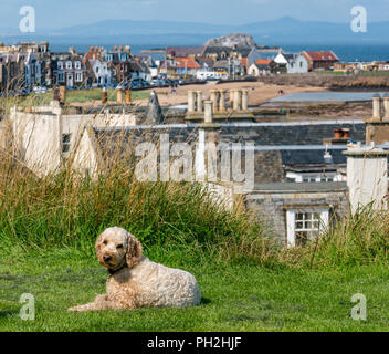 North Berwick, East Lothian, Écosse, Royaume-Uni, 30 août 2018. Météo au Royaume-Uni : une journée chaude et ensoleillée à la fin de l'été dans la ville balnéaire de North Berwick. Un chien de Labradoodle bénéficie du soleil avec une vue sur les toits de Milsey Bay et le Firth of Forth Banque D'Images