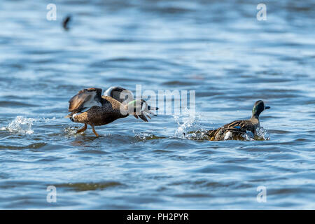 Reproduction Un mâle bleu sarcelle les modifications qu'un autre dans l'eau. Banque D'Images