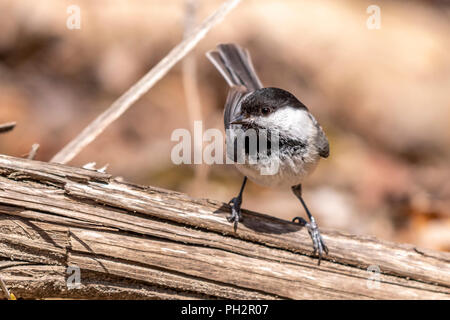 Mésange à tête noire (Poecile atricapillus) debout sur un journal dans une forêt. Banque D'Images