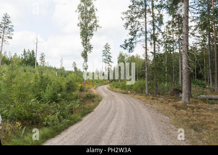 Route de gravier sinueuses à travers une forêt de conifères vert Banque D'Images