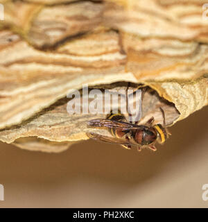 Hornets Nest dans les combles d'un bâtiment Banque D'Images