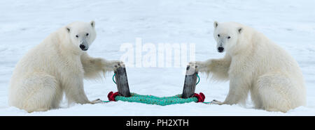 Deux ours polaires (Ursus maritimus) inspection de la corde et le pôle de la tenue d'un navire d'expédition, l'archipel du Svalbard, Norvège Banque D'Images