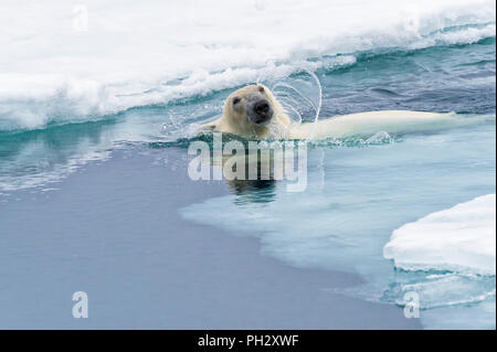 L'ours polaire (Ursus maritimus) nager à travers la banquise, archipel du Svalbard, Norvège Banque D'Images